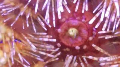 Ever seen a sea urchin snap its jaws?! Complete with 5 sharp teeth!