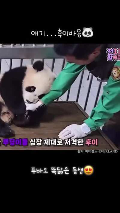 Panda hugs caretaker's arm