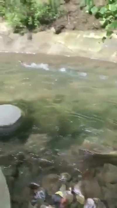 Duck couldn't be more excited