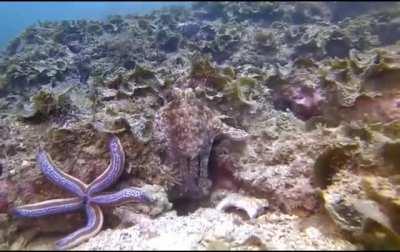 🔥 Octopus punches a fish