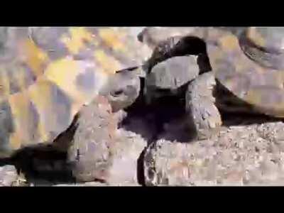 this is funny i think