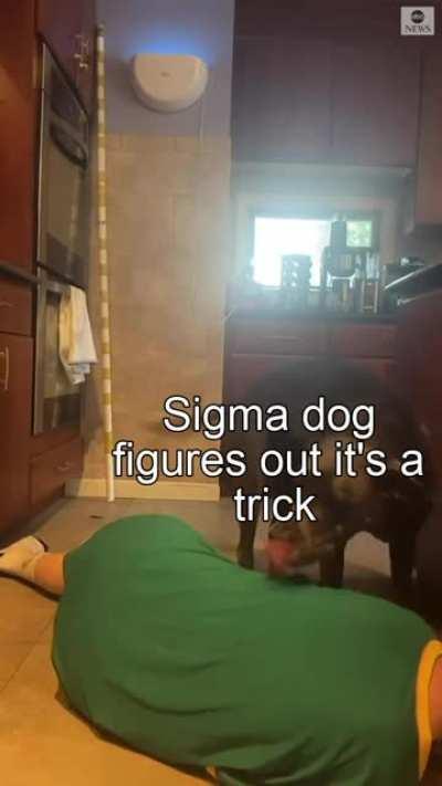 Sigma Dog
