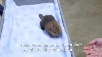 Here's a Baby Beaver to brighten your day