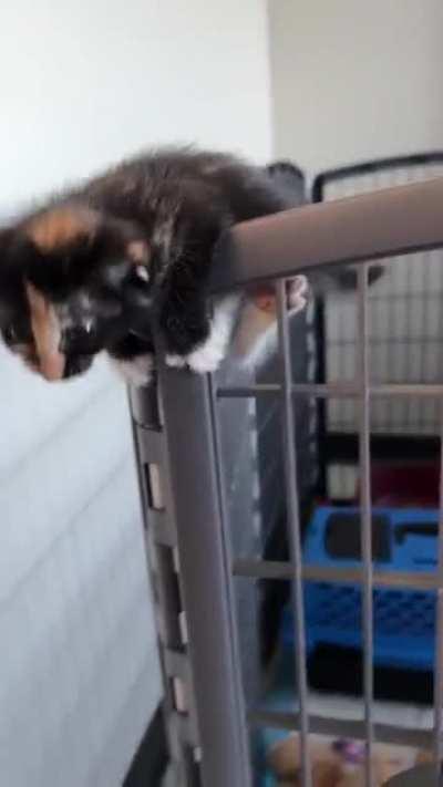 Bevel refuses to be contained! Jail break #2 is on the horizon.