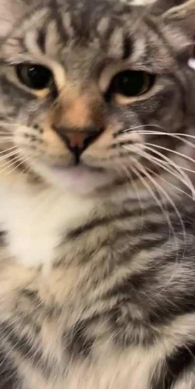 perfect loop cat atac