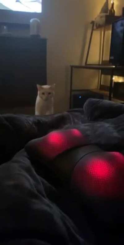 Toby wasn’t a big fan of the massaging pillow