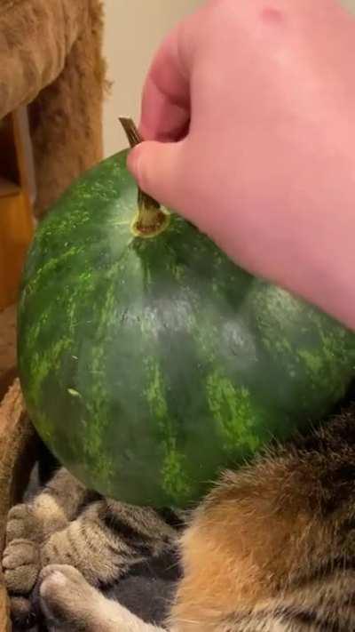 I present to you...... floor gang cat!