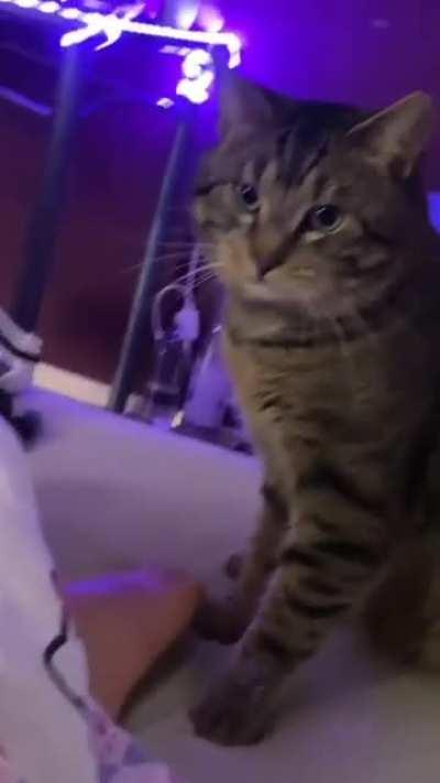 cAt BiTeS oFF a pOoR wOmAn'S fOoT