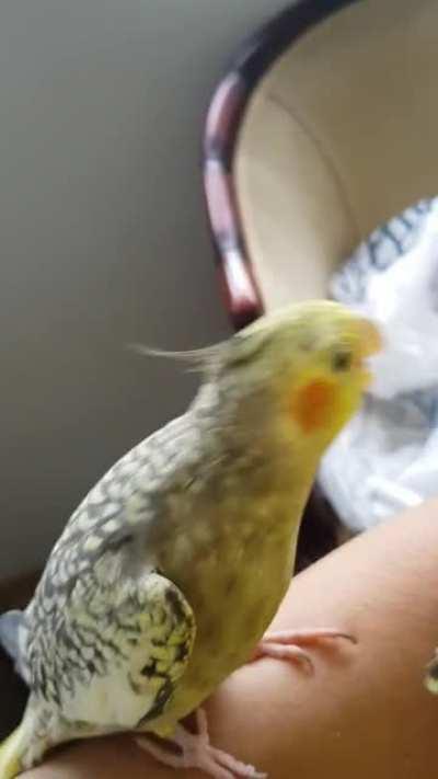 Sometimes I wonder which of us has the mental capacity of a human toddler...