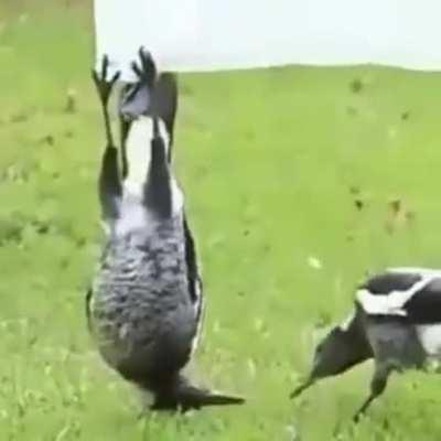 Testing the new prototype and observing the test.