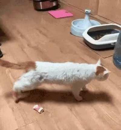 To let cat wear socks