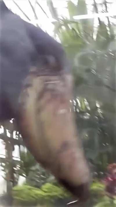 Shoebill stork performing its mating call sounding like gunfire