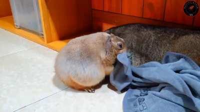 This absolute unit of a prairie dog