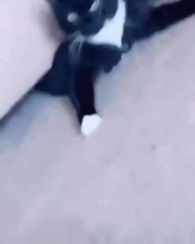 This cat has no bones!