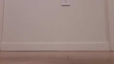 Rats are often described as 