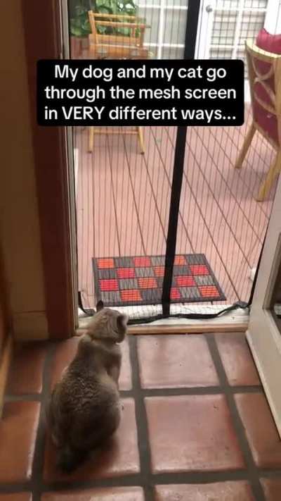 Pets with different instinct