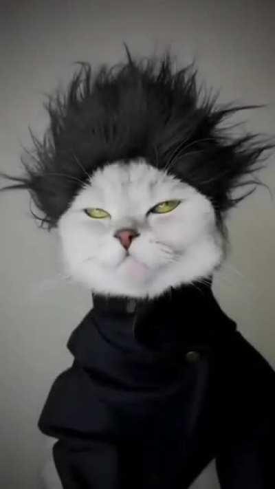 Do you like cats? How about anime cats ? (=ΦᆽΦ=)ฅ