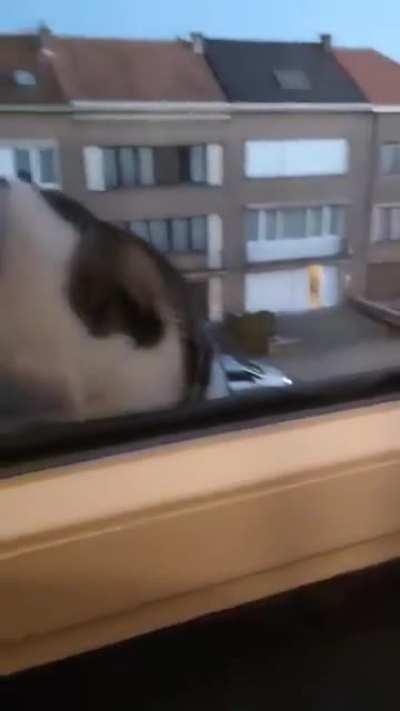 Neighborhood kitty that visits me sometimes ☺️