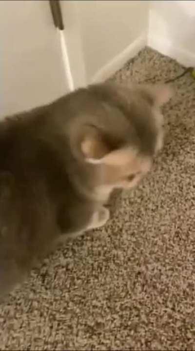 This is the most adorable thing I’ve seen this year❤️