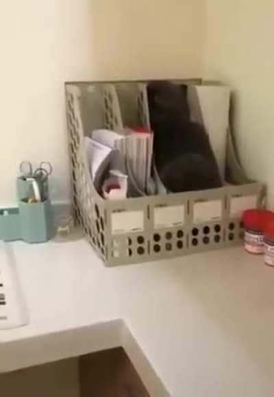 It's filed under C for Cats