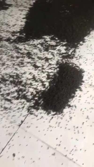 Throw the whole house away 😭