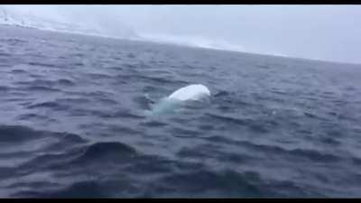 Beluga whales are sea bros