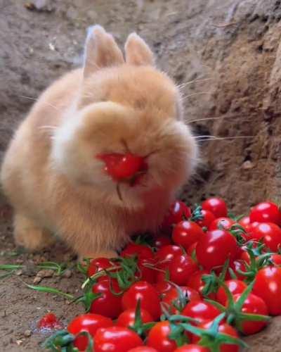If Denethor had a bunny.