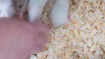 Playing with the babies and Ella had other ideas...