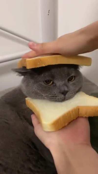 Inbread cat