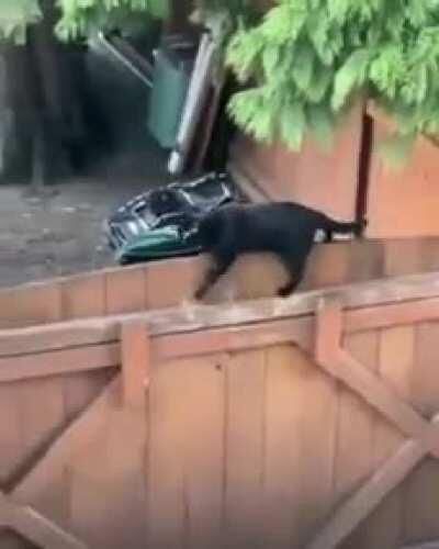 Black cats are the best cat