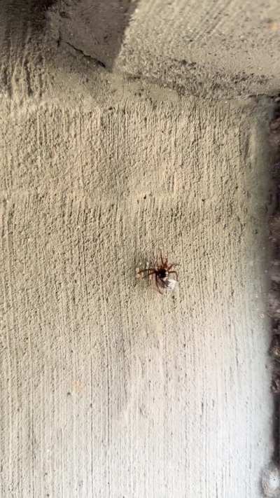 (Japan) who is this friend protecting me from ants?