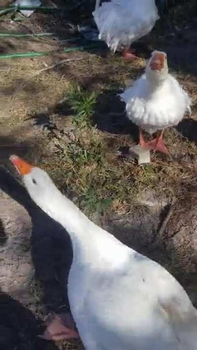 I told you you'd never see me coming last time you ran through the middle of our flock buddy. Vengeance is mine!