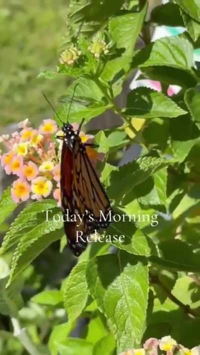 Morning release 🫶🏼