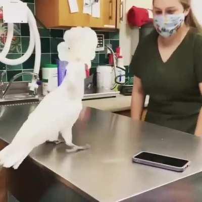 Dancing Parrot