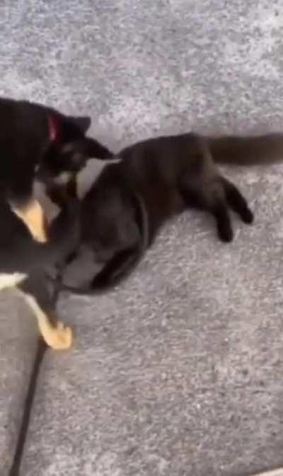 You seeing this shit, hooman?!!