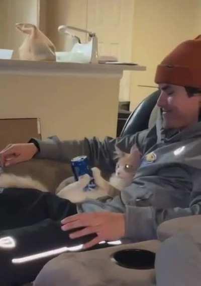 Is it a cupholder? Is it a cat? Why not both?