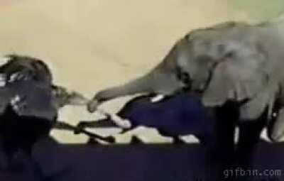 Pecking an elephant’s trunk