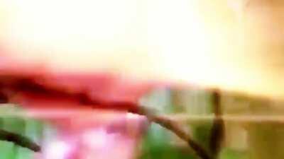 Interstellar Hamsters