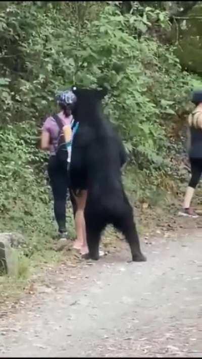 What bear want