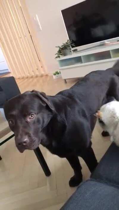 Bruno is slighly terrified of our cat Mini, poor guy..