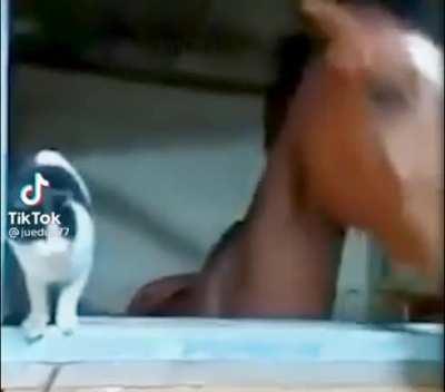 Get out of here cat!