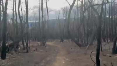 El Bolson, después de los incendios.