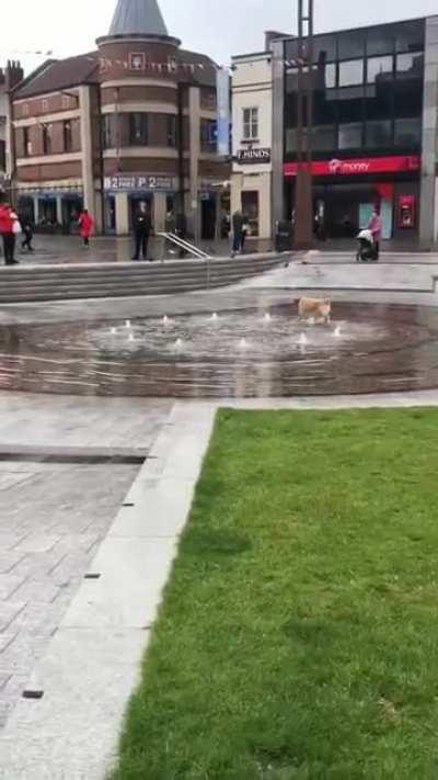 Look at the happy pup!