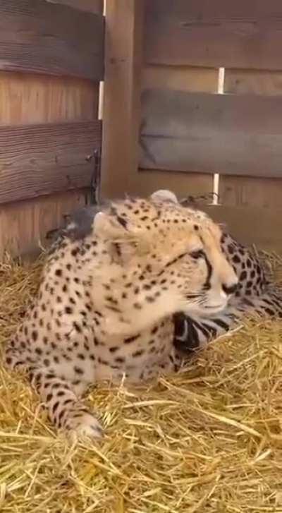 Here they come💕 1st of the nine cheetahs from Namibia. Ready to travel to India.