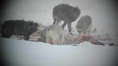 Large pup chasing their tail at a bull elk carcass