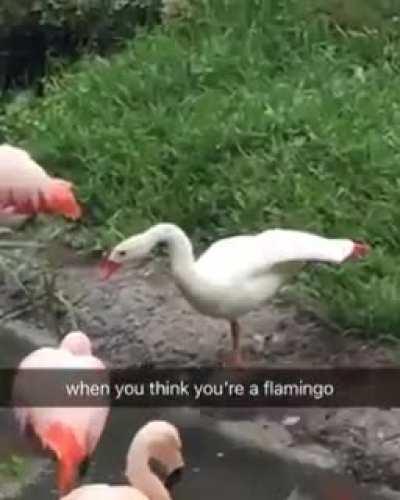 The rare white goose flamingo