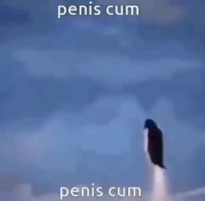 Kim jong un penguin cum rocket