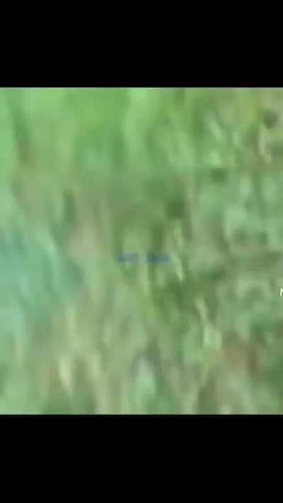 Rabies? No. Small rodents (like squirrels, hamsters, guinea pigs, gerbils, chipmunks, rats, and mice) and lagomorphs (including rabbits and hares) are almost never found to be infected with rabies and have not been known to transmit rabies to humans.