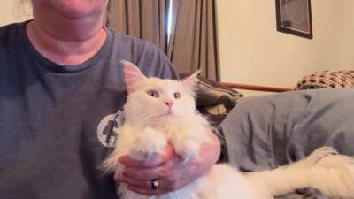 Excuse my double chin. He even watches shows with me! They’re such loving, intelligent cats! My husband got me Gustafson because I’m home with lung disease. He was an amazing choice! I’m never alone not even while watching tv. ❤️