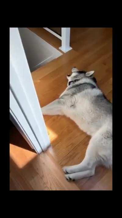 Existential crisis from a doggo?